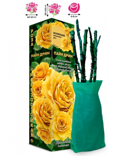 Саженец Роза японская чайно - гибридная «Пайн Дрим», 1 шт., Весна 2026