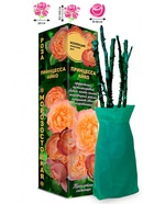 Саженец Роза Принцесса Айко Японская-Флорибунда, 1 шт. Весна 2026  (артикул 10921106)  большой выбор товаров оптом и в розницу по низким ценам с доставкой