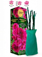 Саженец Роза Принцесса Киши Японская-Шраб, 1 шт. Весна 2026  (артикул 10921107)  большой выбор товаров оптом и в розницу по низким ценам с доставкой