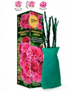 Саженец Роза Принцесса Мейко Японская-Чайно-гибридная, 1 шт. Весна 2026  (артикул 10921108)  большой выбор товаров оптом и в розницу по низким ценам с доставкой