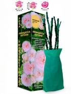 Саженец Роза Принцесса Хитоми Японская-Чайно-гибридная, 1 шт. Весна 2026  (артикул 10921112)  большой выбор товаров оптом и в розницу по низким ценам с доставкой