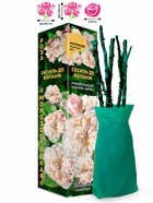 Саженец Роза Сесиль де Воланж Японская-Шраб, 1 шт. Весна 2026  (артикул 10921114)  большой выбор товаров оптом и в розницу по низким ценам с доставкой