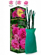 Саженец Роза Шахерезада Японская-Шраб, 1 шт. Весна 2026  (артикул 10921116)  большой выбор товаров оптом и в розницу по низким ценам с доставкой