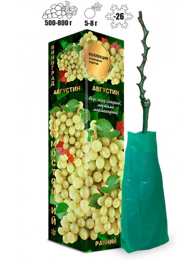 Саженец Виноград Августин (бел, ранн), 1 шт , Весна 2026