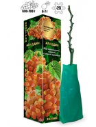 Саженец Виноград «Аладдин», ранний, жёлтый, 1 шт., Весна 2026, «Золотая Сотка Алтая» 10921119 - фото 8106240