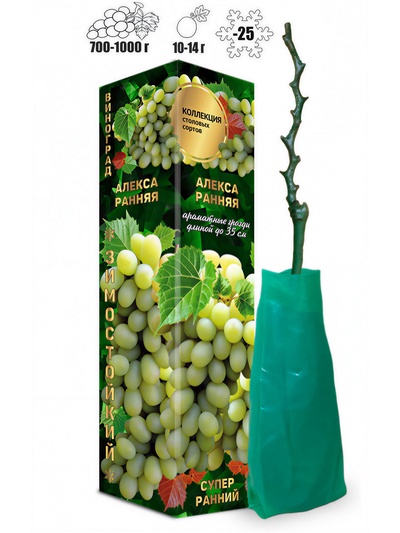 Саженец Виноград «Алекса Ранняя», зеленый, суперранний, 1 шт., Весна 2026