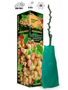 Саженец Виноград «Анжелика», бело-розовый, ранний, 1 шт., Весна 2026 10921123 - фото 8106242