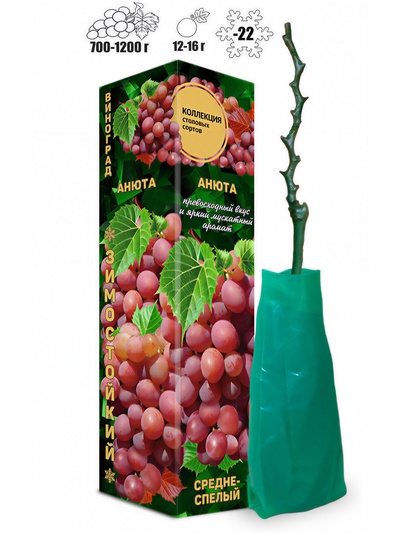 Саженец Виноград «Анюта», розово-красный, средний, 1 шт., Весна 2026