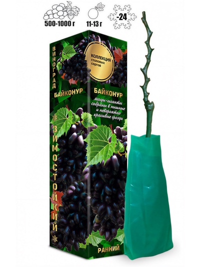 Саженец Виноград «Байконур», фиолетово-чёрный, ранний, 1 шт., Весна 2026