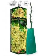 Саженец Виноград Баклановский белый, ранний 1 шт. Весна 2026  (артикул 10921126)  большой выбор товаров оптом и в розницу по низким ценам с доставкой