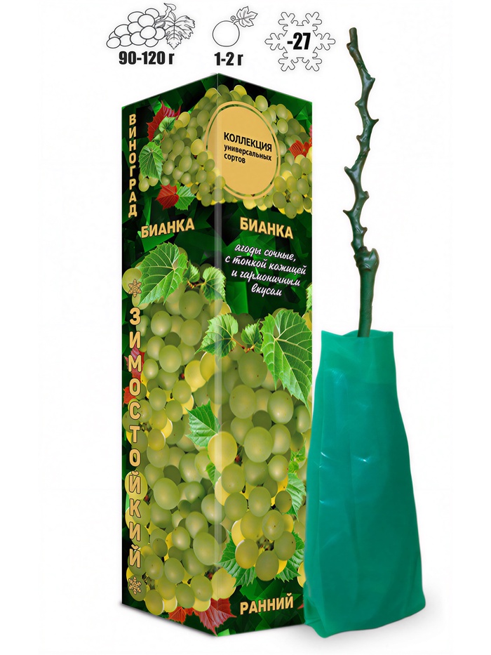 Саженец Виноград Бианка (ран, желт-зел,кругл), 1 шт , Весна 2026 - Фото 1