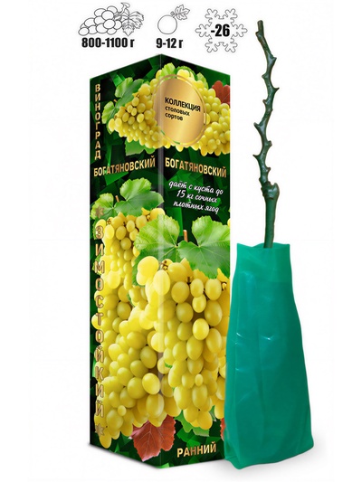 Саженец Виноград «Богатяновский», золотистый, ранний, 1 шт., Весна 2026