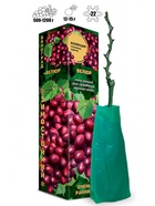 Саженец Виноград «Велюр», тёмно-красно-фиолетовый, ранний, 1 шт., Весна 2026 10921131