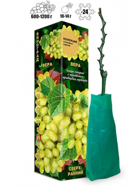 Саженец Виноград «Вера», янтарно - жёлтый, сверхранний, 1 шт., «Золотая Сотка Алтая», Весна 2026