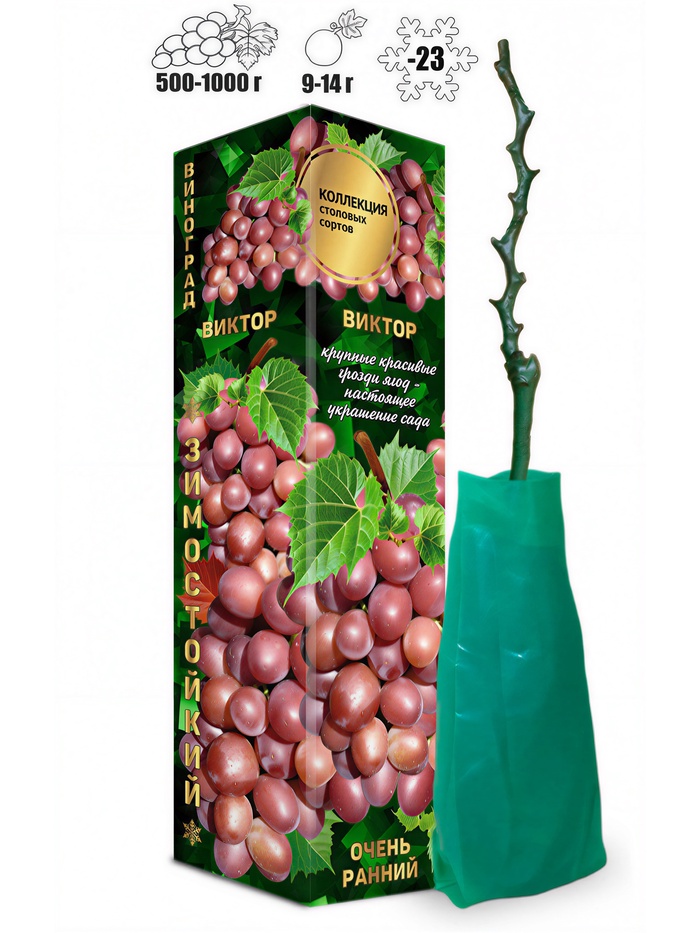 Саженец Виноград «Виктор», розовый, очень ранний, 1 шт., Весна 2026