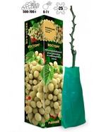 Саженец Виноград «Восторг», ранний, овальный, белый, 1 шт., Весна 2026, «Золотая Сотка Алтая» 10921134 - фото 8106252