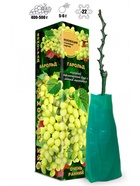 Саженец Виноград «Гарольд», янтарно-жёлтый, очень ранний, 1 шт., Весна 2026 10921136 - фото 8106254