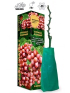 Саженец Виноград «Гурман», ранний, овальный, розовый, 1 шт., Весна 2026, «Золотая Сотка Алтая» 10921138 - фото 8106256