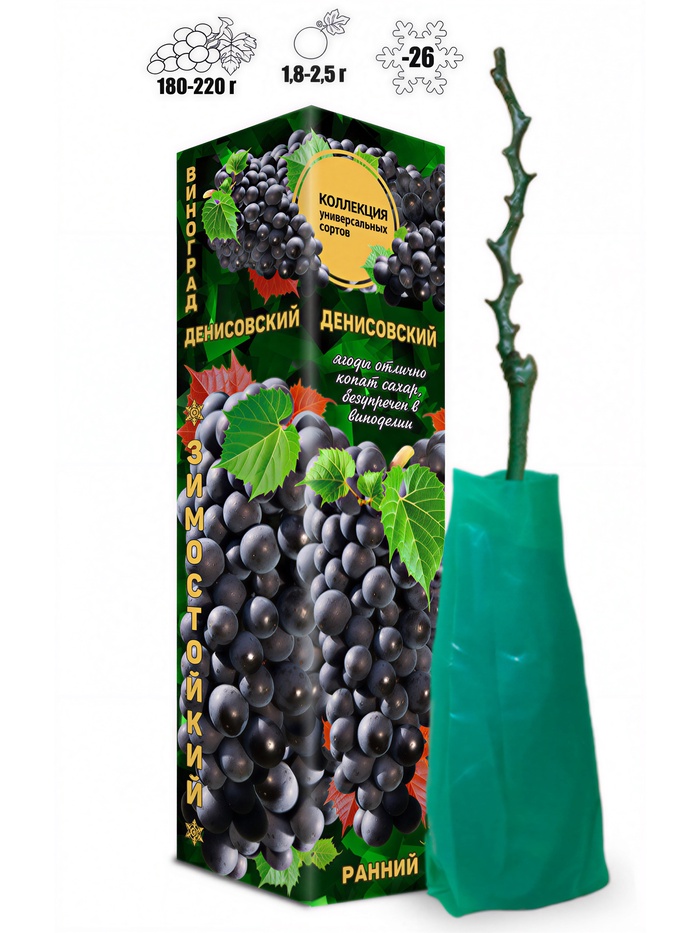 Саженец Виноград «Денисовский», чёрный, ранний, 1 шт., Весна 2026