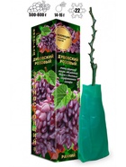 Саженец Виноград «Дубовский», розовый, ранний,1 шт., Весна 2026, «Золотая Сотка Алтая» 10921141