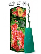 Саженец Виноград «Дынька», 1 шт., Весна 2026, «Золотая Сотка Алтая» 10921142