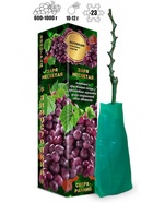 Саженец Виноград «Заря Несветая», овальный, сверхранний, 1 шт., Весна 2026 10921143 - фото 8106260