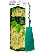 Саженец Виноград «Илья», ранний, белый, овальный, 1 шт., Весна 2026, «Золотая Сотка Алтая» 10921145 - фото 8106262