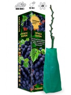 Саженец Виноград «Краса Балок», тёмно-синий, ранний, 1 шт., Весна 2026 10921147 - фото 8106264