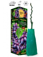 Саженец Виноград «Красотка», розово-фиолетовый, ранний, 1 шт., Весна 2026 10921148 - фото 8106265