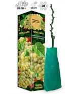 Саженец Виноград «Кристалл», ранний, жёлто-зелёный, 1 шт., Весна 2026, «Золотая Сотка Алтая» 10921149