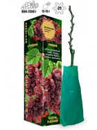 Саженец Виноград «Ливия», красный, ранний, 1 шт., Весна 2026 10921151