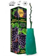 Саженец Виноград «Мускат Беседочный», 1 шт., Весна 2026, «Золотая Сотка Алтая» 10921152 - фото 8106268