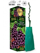 Саженец Виноград «Памяти Учителя», тёмно - красно - фиолетовая, 1 шт., «Золотая Сотка Алтая», Весна 2026 10921154