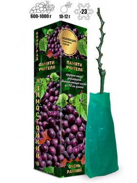 Саженец Виноград «Памяти Учителя», тёмно - красно - фиолетовая, 1 шт., «Золотая Сотка Алтая», Весна 2026