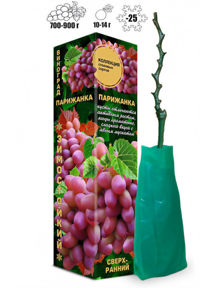 Саженец Виноград «Парижанка», 1 шт., Весна 2026, «Золотая Сотка Алтая»