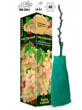 Саженец Виноград «Платовский», ранний, белый,1 шт., Весна 2026, «Золотая Сотка Алтая»