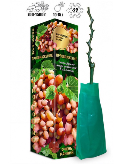 Саженец Виноград Преображение розовый, ранний 1 шт. Весна 2026