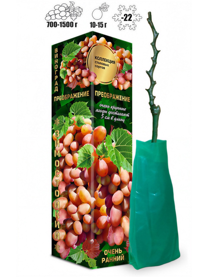 Саженец Виноград Преображение розовый, ранний 1 шт. Весна 2026 - Фото 1