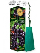 Саженец Виноград «Рошфор», фиолетово-чёрный, ранний, 1 шт., Весна 2026 10921162 - фото 8106275