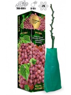 Саженец Виноград «Румба», красный, сверхранний, 1 шт., Весна 2026 10921163 - фото 8106276