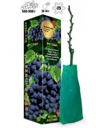 Саженец Виноград «Руслан», ранний, фиолетовый, 1 шт., Весна 2026, «Золотая Сотка Алтая» 10921164