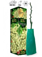 Саженец Виноград «Супер Экстра», ранний, белый, 1 шт., Весна 2026, «Золотая Сотка Алтая» 10921167 - фото 8106280