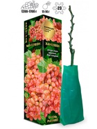 Саженец Виноград «Хамелеон», розовый, ранний, 1 шт., Весна 2026, «Золотая Сотка Алтая» 10921172 - фото 8106282