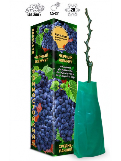 Саженец Виноград Черный жемчуг синий, среднеранний 1 шт. Весна 2026