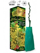 Саженец Виноград «Элегант Сверхранний», зелёно - белый, 1 шт., Весна 2026, «Золотая Сотка Алтая» 10921175 - фото 8106284