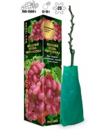 Саженец Виноград Юбилей Новочеркасска розовый, ранний 1 шт. Весна 2026  (артикул 10921177)  большой выбор товаров оптом и в розницу по низким ценам с доставкой