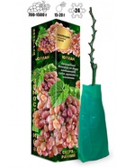 Саженец Виноград «Юлиан», розово-жёлтый, сверхранний, 1 шт., Весна 2026 10921178 - фото 8106287