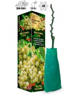 Саженец Виноград 342, кишмиш, зелёно-золотистый, ранний, 1 шт., Весна 2026 10921179 - фото 8106288