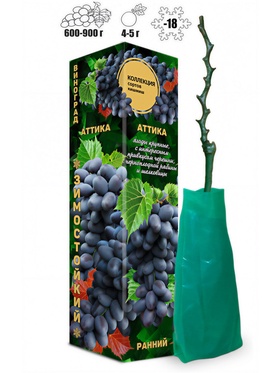 Саженец Виноград киш-миш «Аттика», тёмно - синяя, 1 шт., «Золотая Сотка Алтая», Весна 2026