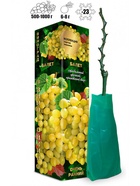 Саженец Виноград кишмиш «Балет», зелёно-жёлтый, 1 шт., «Золотая Сотка Алтая», Весна 2026 10921182